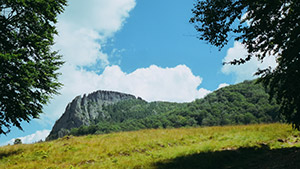 rooster crest