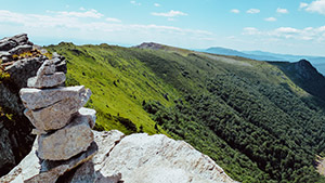 rooster crest